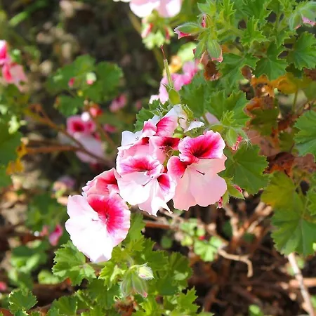 Daire Casa Su Lidone *